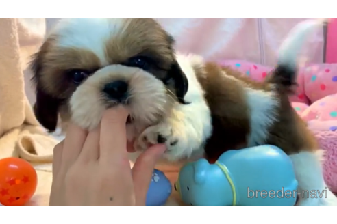 成約済の東京都のシーズー-195341の1枚目